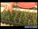 İpucu Kupürlerinden Ev Bitkileri Büyümeye Nasıl : Ev Bitkileri İpucu Kupürlerinden Yetiştirilen Döllemek İçin Nasıl 