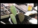 Kaktüs Succulents Büyümeye Nasıl: Toprak Büyüyen Kaktüs Succulents İçin Farklı Türleri