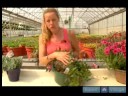 Nasıl Ev Bitkileri Su : Farklı Bitki Boyutları İçin Sulama İpuçları 