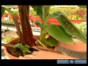 Nasıl İpucu Kupürlerinden Ev Bitkileri Büyümeye : İpucu Kupürlerinden Büyüyen Bitkiler Ev İçin Başka Yollar  Resim 2