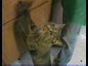 Ev Yapımı Kedi Maması Servis Nasıl Yapılır & Ev Yapımı Kedi Yemek Yapmak Hizmet Etmek :  Resim 3