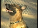Hizmet Köpek Eğitim İpuçları : Köpek Eğitim Çağrıldığında Gelmek Servisi  Resim 3