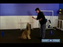 Nasıl Bir Köpek Yetiştirmek : Otur, Uzan İçin Köpek Down Ve Stand Öğretmek  Resim 3