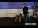 Nasıl Bir Köpek Yetiştirmek : Otur, Uzan İçin Köpek Down Ve Stand Öğretmek  Resim 4