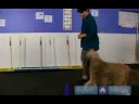 Rally-O Bir Gösteri İçin Köpek Eğitmek İçin Nasıl : Ralli İtaat Köpek Gösterileri İçin Serpantin Örgü  Resim 4