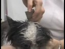 Yaratıcı Köpek Tımar : Punk Rock Köpek Saç Kesimi Resim 4