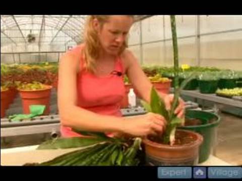 Büyümüş Süs Bitkisi Çözümler : Ev Bitkileri Dikim - Bölüm 1 Resim 1