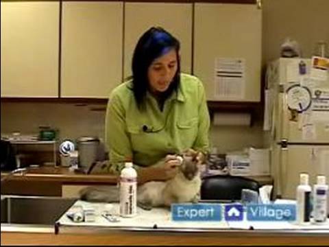 Damat Bir Kedi nasıl:'s Kulaklar\kedinizi Temizlemek İçin Nasıl 