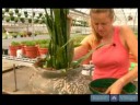 Büyümüş Süs Bitkisi Çözümler : Ev Bitkileri Dikim - Bölüm 2