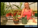 Ev Bitkileri Döllemek İçin Nasıl Süs Bitkisi Çözümler Büyümüş :  Resim 2