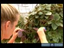 Ivy Geri Kesmek İçin Nasıl Süs Bitkisi Çözümler Büyümüş :  Resim 2