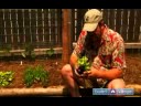Nasıl Bir Sebze Bahçesi Tesisi : Sebze Bahçesi Dikim İçin İpuçları 