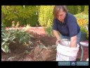 Nasıl Hostas Bakımı İçin Bahçe İpuçları : Ekimden Önce Hostas İliklerine 