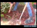 Nasıl Hostas Bakımı İçin Bahçe İpuçları : Hostas Nakli İçin Araçlar 