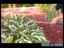 Nasıl Hostas Bakımı İçin Hostas Ne Zaman Dikim Şoku Azaltmak İçin Nasıl İpuçları Bahçe : 