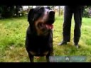 Yaşlı Köpek Bakımı Nasıl Yapılır : Köpek, Nasıl Bir Etkileşim  Resim 2
