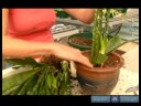 Büyümüş Süs Bitkisi Çözümler : Ev Bitkileri Dikim - Bölüm 1 Resim 3