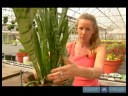 Büyümüş Süs Bitkisi Çözümler : Ev Bitkileri Dikim - Bölüm 2 Resim 4