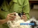 Damat Bir Kedi nasıl:'s Diş\Kedi Fırça Nasıl  Resim 4