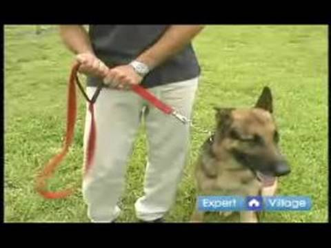 Temel Köpek Eğitim Teknikleri: Köpeğin Davranışını Düzeltmek Nasıl