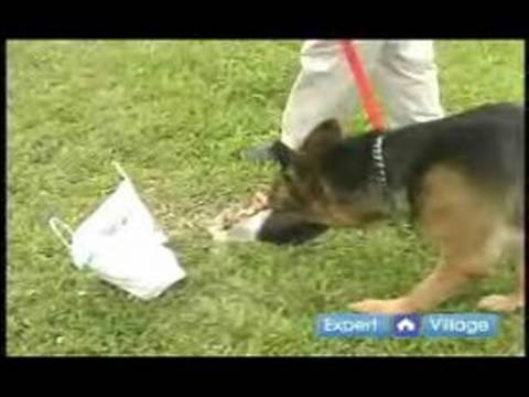 Temel Köpek Eğitim Teknikleri: Köpek İtaat Düzeltici Pislik Tekniği Resim 1