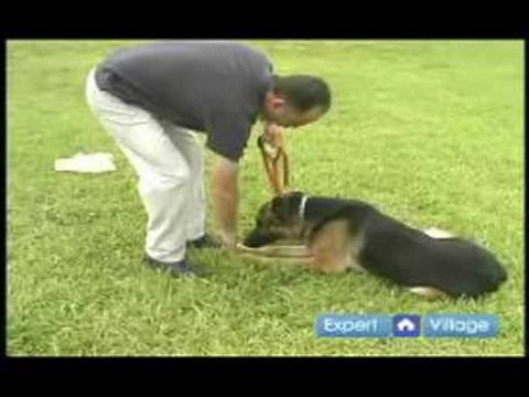 Temel Köpek Eğitim Teknikleri: Ne Zaman Senin Köpek Eğitim El İşaretleri Kullanmak Nasıl
