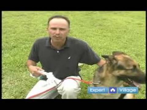 Temel Köpek Eğitim Teknikleri: Senin Köpek İle Oynamak İçin İpuçları Resim 1