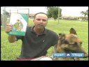 Temel Köpek Eğitim Teknikleri: Nasıl Bir Köpek Kira Kontratı Resim 2