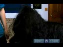 Uzun Saçlı Köpek Bakım Talimatları: Köpek Son Rötuşları Bakım Resim 2