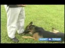 Temel Köpek Eğitim Teknikleri: Ne Zaman Senin Köpek Eğitim El İşaretleri Kullanmak Nasıl Resim 4