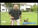 Temel Köpek Eğitim Teknikleri: Senin Köpek Eğitim Sırasında Rahat Yapıyor Resim 4