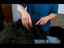 Uzun Saçlı Köpek Bakım Talimatları: İkinci Adımları Dışarı Senin Köpeğin Kat Mats Alma Resim 4
