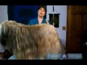 Uzun Saçlı Köpek Yönergeleri: Köpek Fırçalama Bakım İpuçları Resim 4
