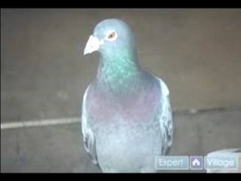 Nasıl Doğurmak Ve Tren Posta Güvercinleri: Posta Güvercini Yarış Sırasında Özel Bakım Resim 1