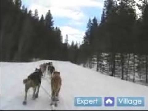 Nasıl İçinde Iditarod Kızak Köpeği Yarışı : Hız Ve Yarış Kızak Köpekleri Yavaşlama 