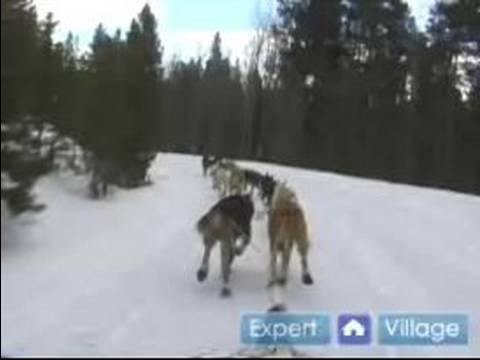 Nasıl İçinde Iditarod Kızak Köpeği Yarışı : Yarış Kızak Köpekleri Açmak İçin Eğitim 