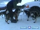 Iditarod İçinde Kızak Köpekleri Yarışı Nasıl : Yarış Kızağı Bir Köpek Üzerinde Bir Yaka Koyun Nasıl 