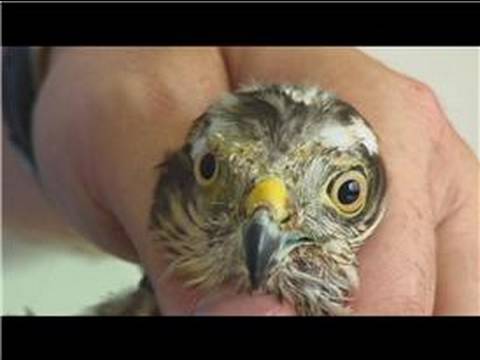 Kuşlar Nasıl Bakacağımı : Yaralı Bir Kuş İçin Bakım Nasıl  Resim 1