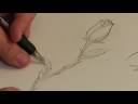 Rose & Kök Çizmek İçin Nasıl Çizim Dersleri :  Resim 4