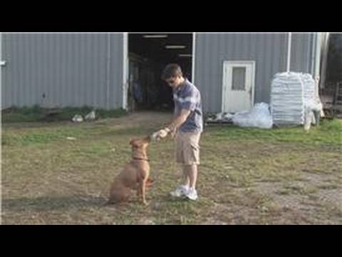 Yakalamak İçin Bir Köpek Eğitmek İçin Nasıl Köpek Eğitim İpuçları :  Resim 1