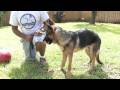 Köpek Eğitim İpuçları : Kolay-Tren Köpek Irkları Resim 2