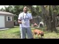 Ziyaretçilere Karşı Saldırgan Bir Köpek Durdurmak İçin Nasıl Köpek Eğitim İpuçları :  Resim 3