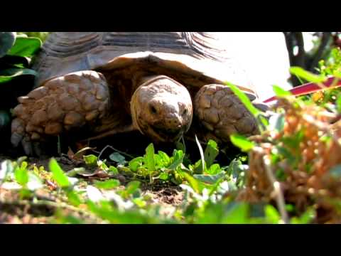 Evde Beslenen Hayvan Kaplumbağa: Kaplumbağa Beslenme Alışkanlıkları Resim 1