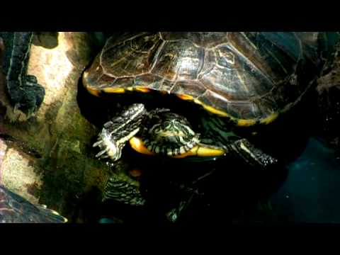 Evde Beslenen Hayvan Kaplumbağa: Kaplumbağa Kabuğu Temizlemek Nasıl Resim 1