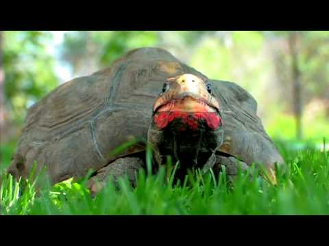 Evde Beslenen Hayvan Kaplumbağa: Nasıl Göz Kulak Bir Arazi Kaplumbağa