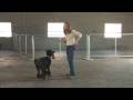 Köpek Eğitimi : Oyuncak Almak İçin Köpek Eğitim  Resim 3