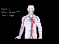Dolaşım Sistemi Ve Kalp Resim 3