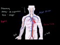 Dolaşım Sistemi Ve Kalp Resim 4