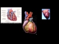 Kalp Hastalığı Ve Kalp Krizi