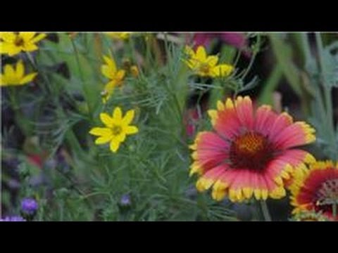 Bahçe İpuçları : Bir El Arabasına Çiçekler Bitki Nasıl & Bahçenizde Diğer Öğeleri 